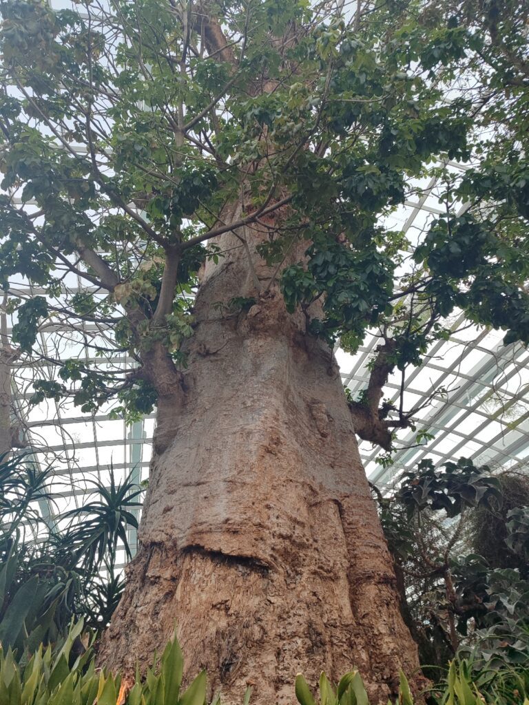 Gardens by the Bay Flower Dome içindeki Baobab ağacı