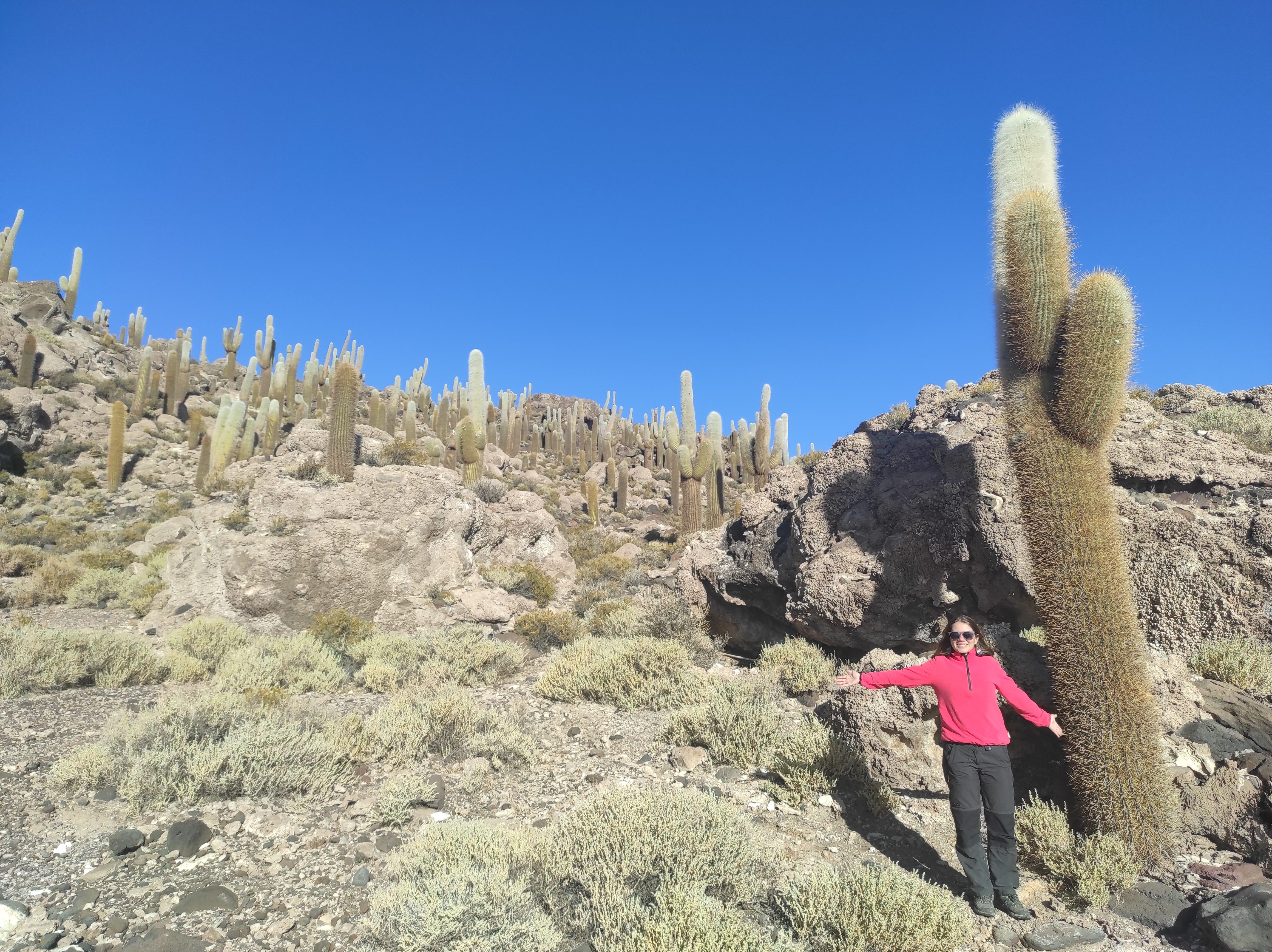 Incahuasi Adası dev kaktüsler Uyuni