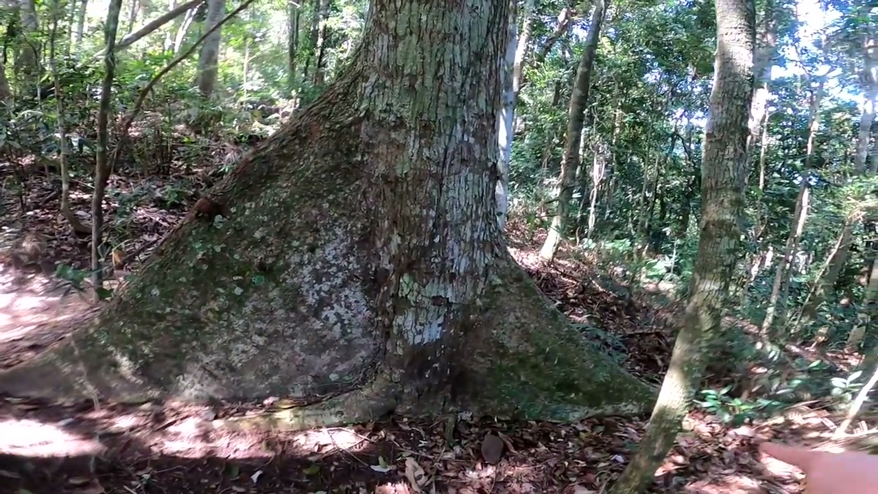 Corcovado tepesine çıkan yağmur ormanı patikasında dev gövdeli bir ağaç