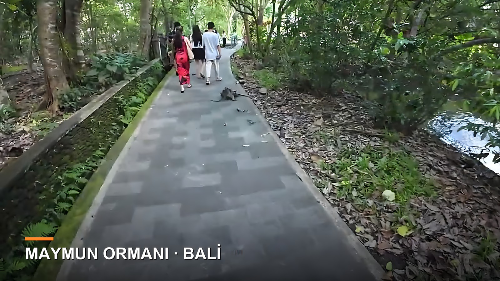 Bali Maymun Ormanı (Sacred Monkey Forest) Ziyaret Rehberi