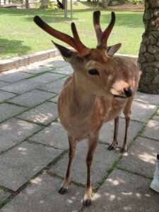 Nara Park Değer geyik besliyor shika senbei