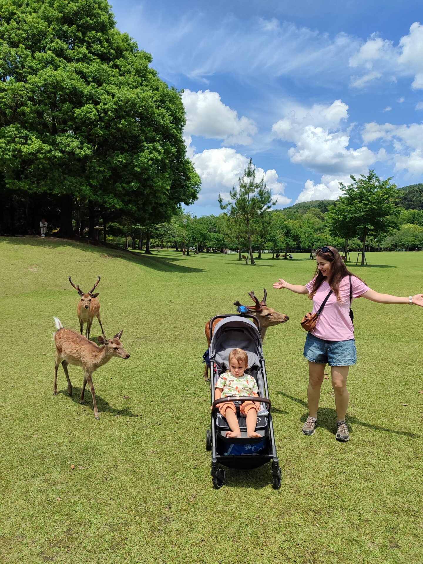 Nara geyik yakın çekim - Japon Sika geyiği Nara Park