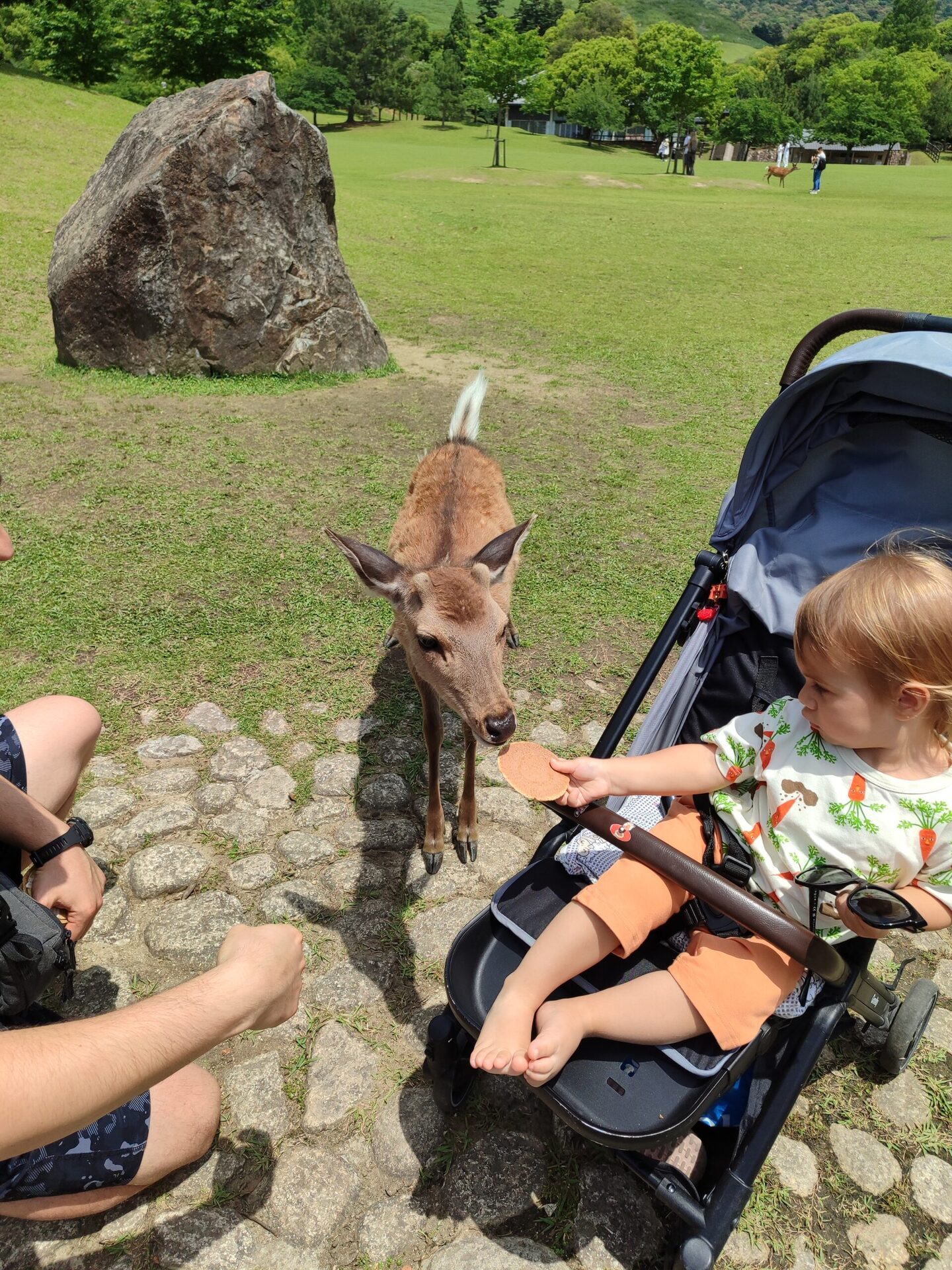 Nara Park geyikler - aile gezisi
