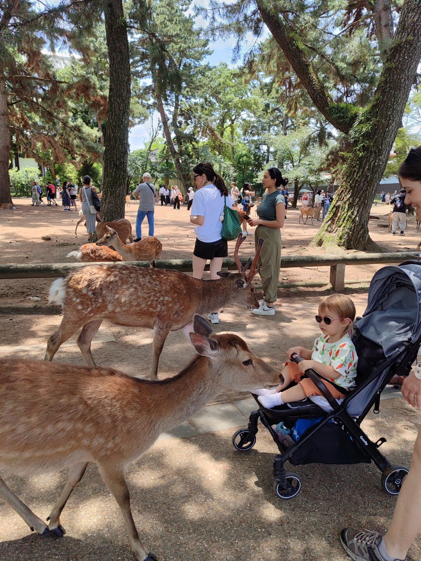Nara geyikleri serbest dolaşıyor - Japon Sika geyiği