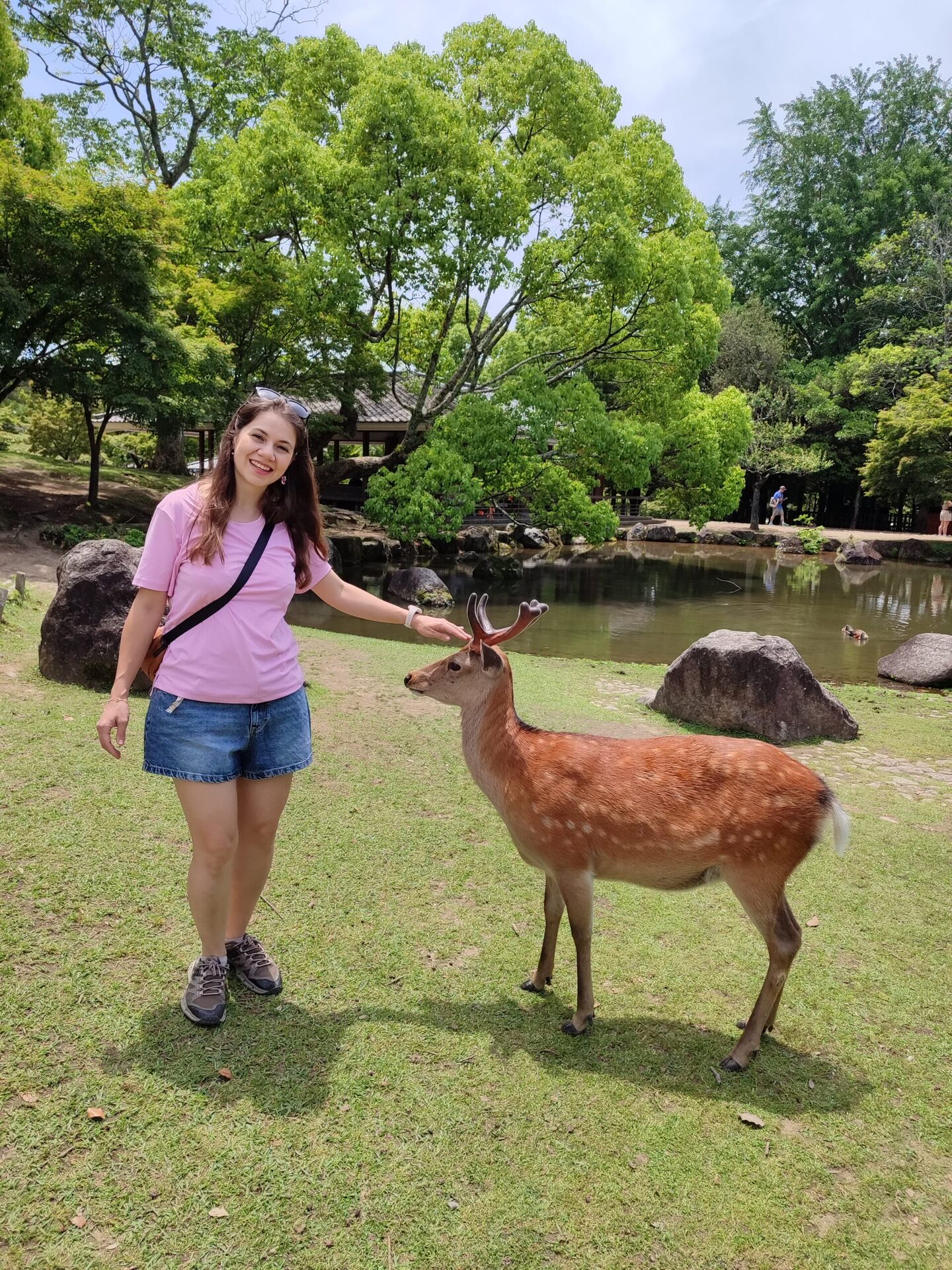 Nara Park geniş yeşil alan ve serbest geyikler - Japonya